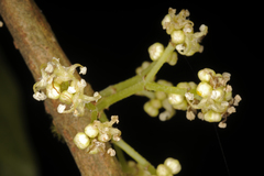 Villebrunea integrifolia